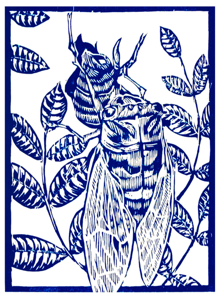 Cicada Print 2023 Cicada Print 2023